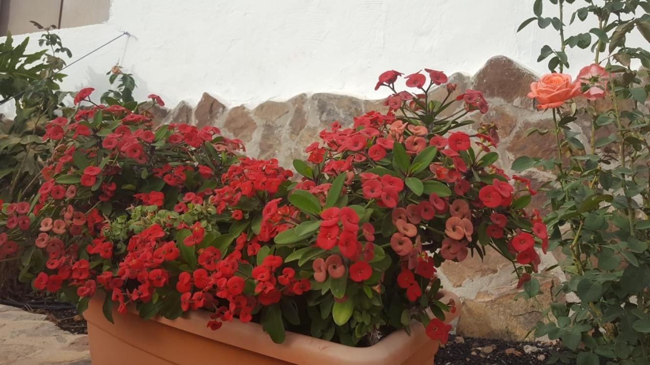 Casa Reyes Fataga Apta Reyes Kültér fotó